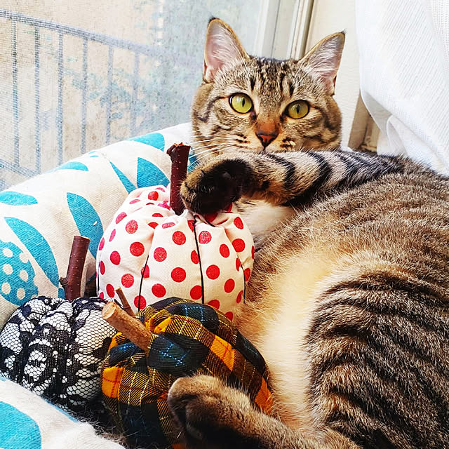 kiraさんの実例写真