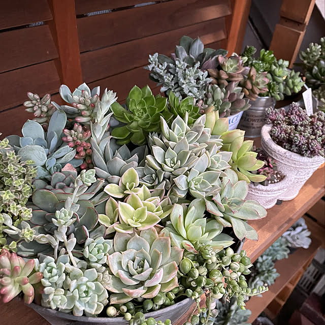 多肉植物/多肉棚/多肉植物寄せ植え/多肉棚DIY/たにくちゃん寄せ植え...などのインテリア実例 - 2022-05-01 18:14:56