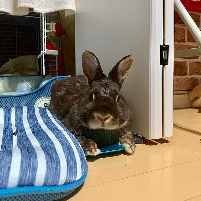 mo-nosukeさんの実例写真