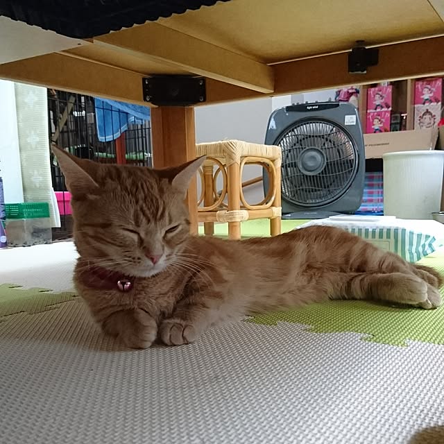 shinobuさんの実例写真