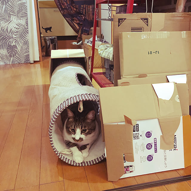 jijiさんの実例写真