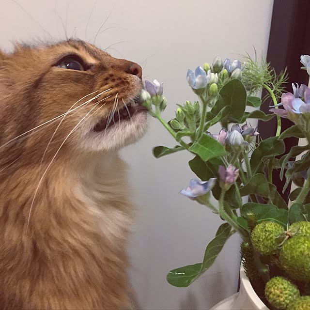 shihoさんの実例写真