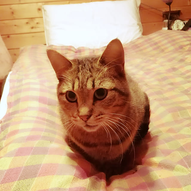 Maki-nekomamireさんの実例写真