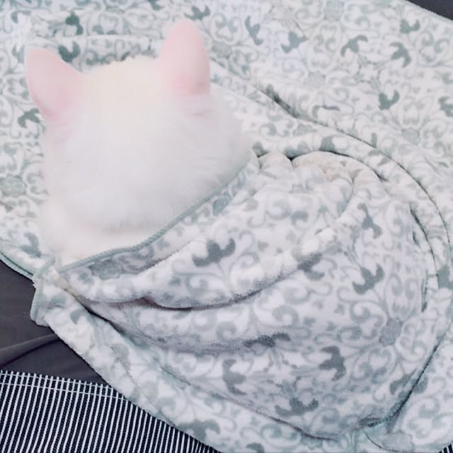 miSaさんの実例写真