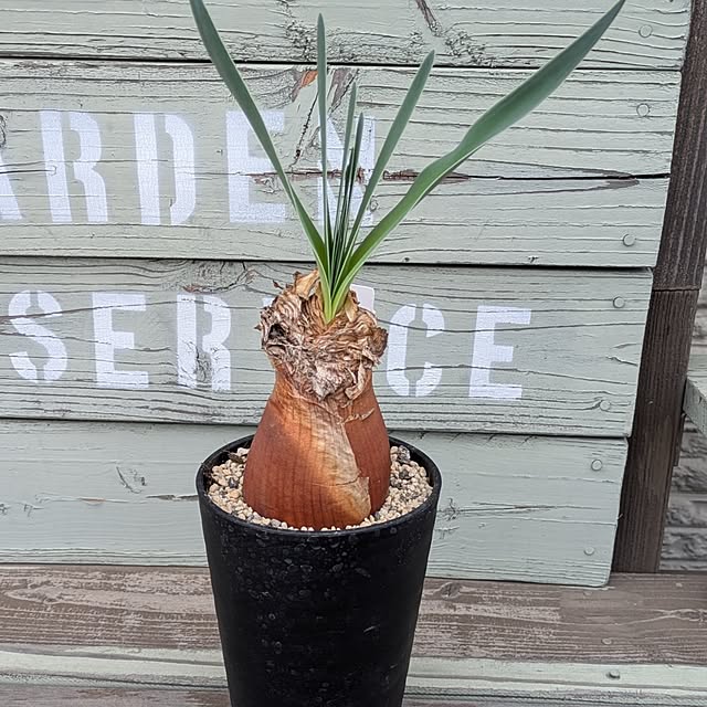 ot-gardenさんの部屋