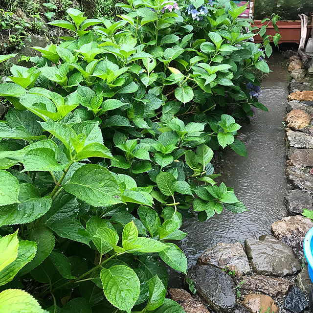 pepeさんの実例写真
