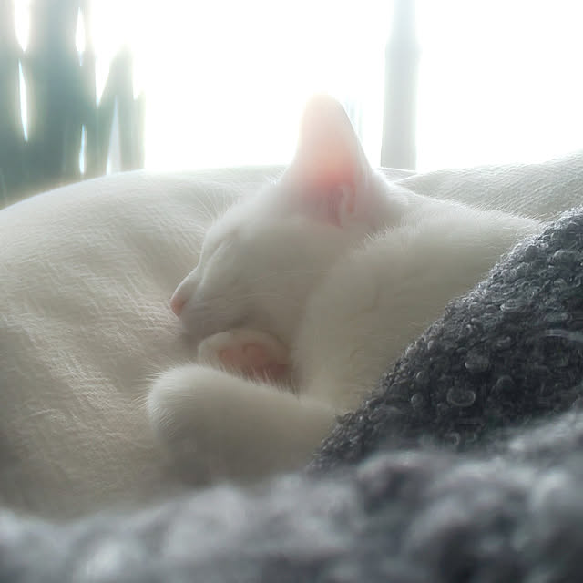 necoさんの実例写真