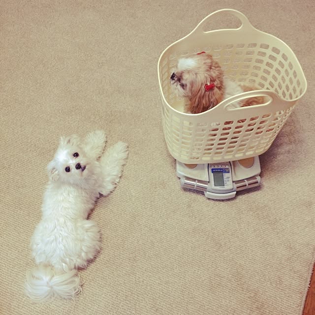 co_coさんの実例写真