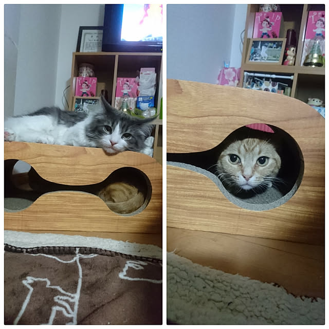 shinobuさんの実例写真