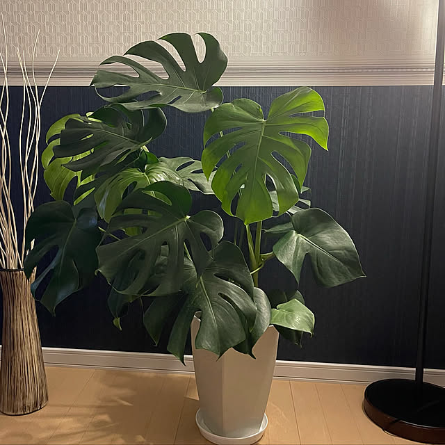 観葉植物/リビングのインテリア実例 - 2022-09-22 19:41:22