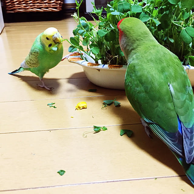toratanさんの実例写真