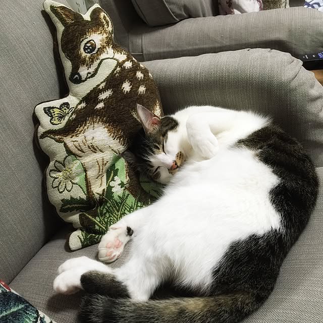 yuchiさんの実例写真