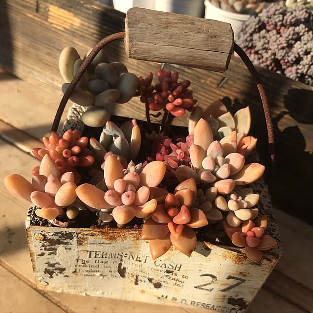机/多肉植物/リメ缶のインテリア実例 - 2016-12-18 17:03:56