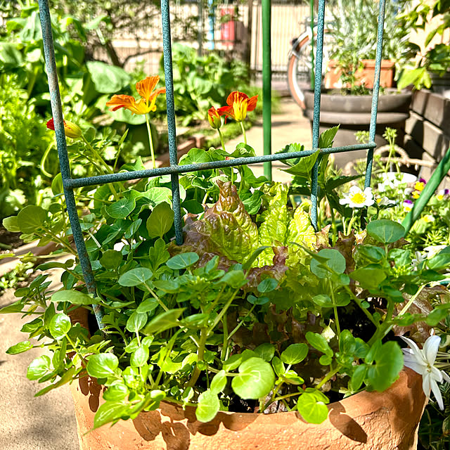 botanさんの部屋