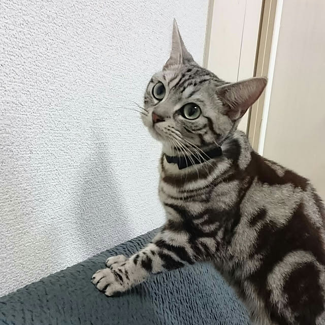 CatClipさんの実例写真