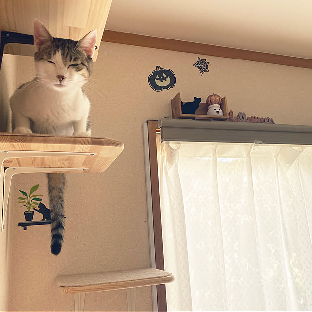 Lufuさんの実例写真