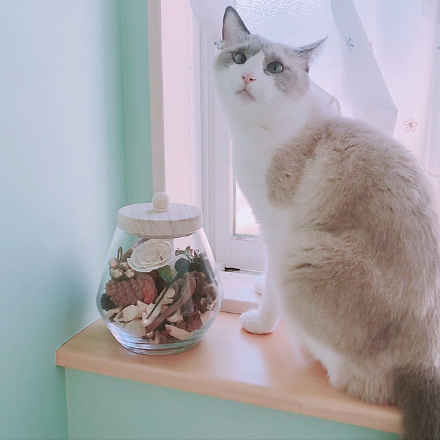 milkcocoaさんの実例写真