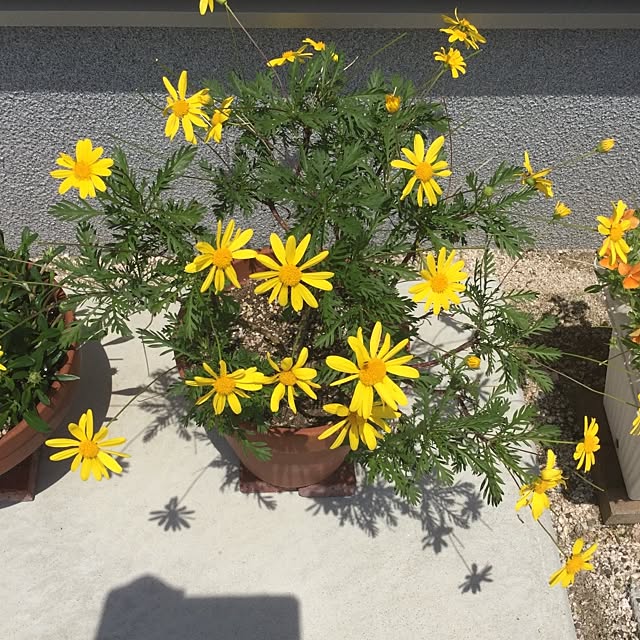 carpredmamaさんの実例写真