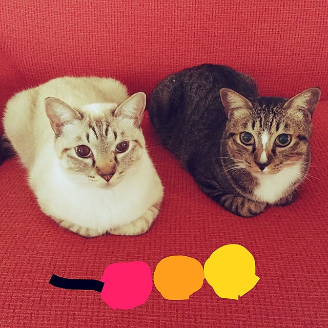 tsukiyuzuさんの実例写真