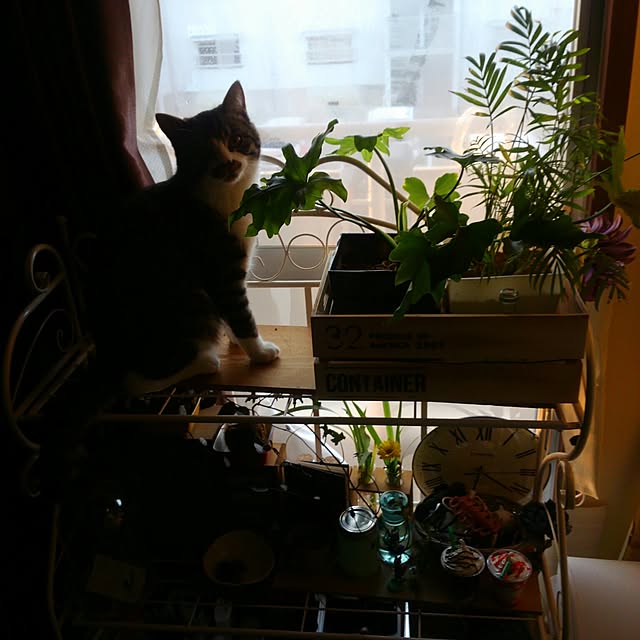 milcofさんの実例写真
