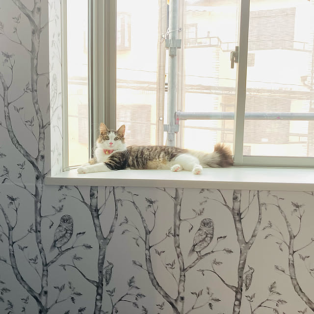 sakura_171220さんの実例写真
