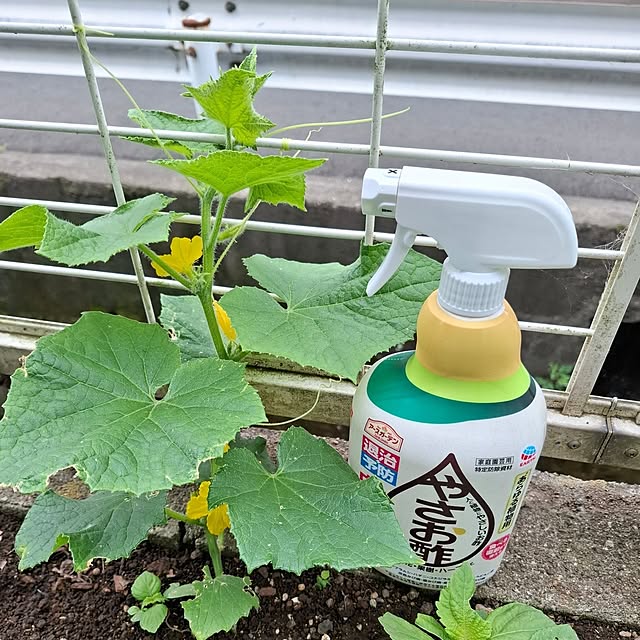 midoriさんの部屋