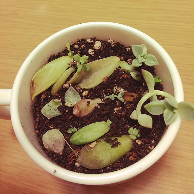 キッチン/多肉植物/植物のインテリア実例 - 2015-04-08 09:21:26