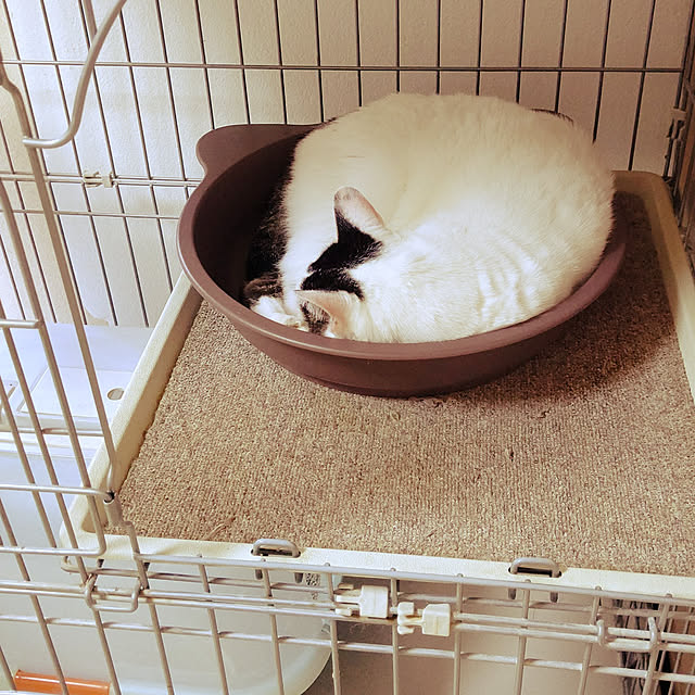 部屋全体/ねこと暮らす/ねこのいる風景/猫鍋ヒーターのインテリア実例 - 2022-12-19 18:41:40