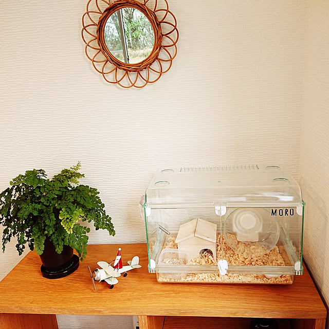 棚/観葉植物/無印良品/ハムスター飼いましたのインテリア実例 - 2020-12-10 13:01:46