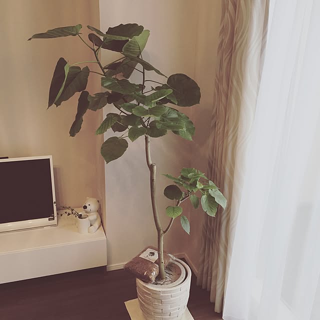 リビング/ウンベラータ/観葉植物のある生活/観葉植物のある暮らし/観葉植物...などのインテリア実例 - 2016-10-04 18:19:53