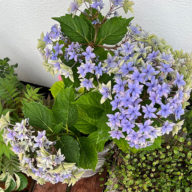 cotaさんの部屋