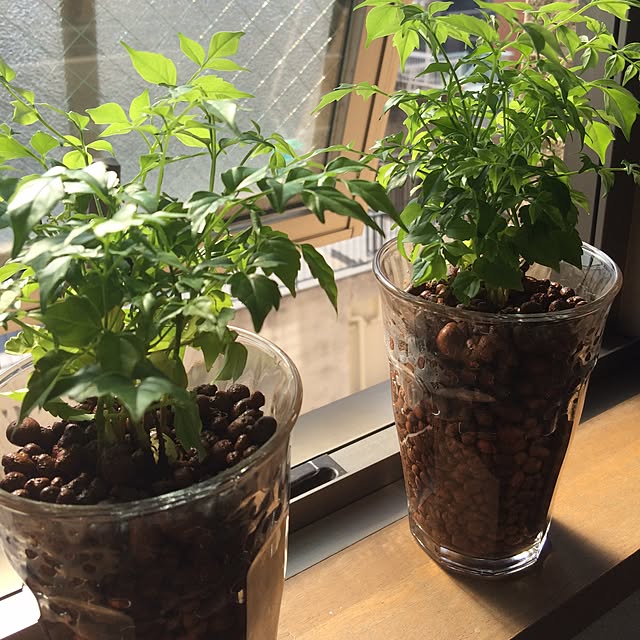 キッチン/植物のある暮らし/ナチュラルのインテリア実例 - 2015-05-25 03:48:11