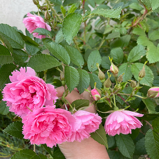manamaxさんの実例写真