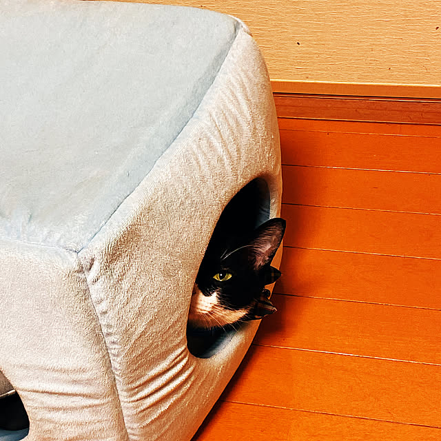 moolさんの実例写真