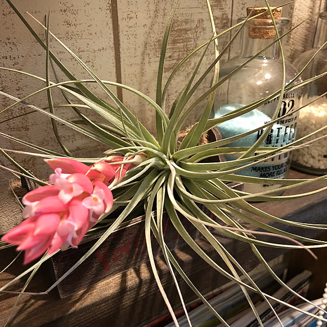 tkさんの実例写真