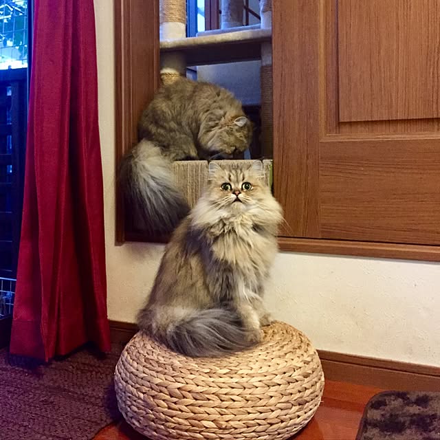 butachanさんの実例写真