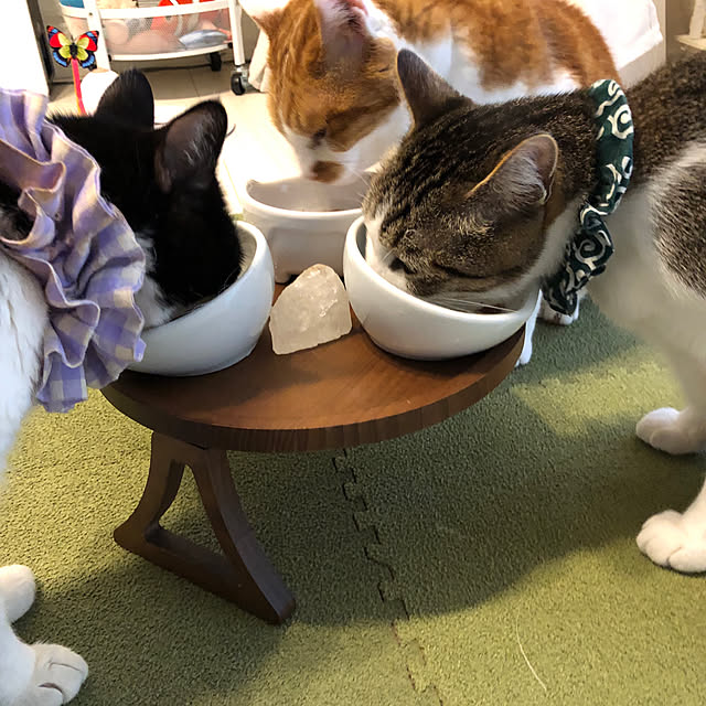 mikenekoさんの部屋