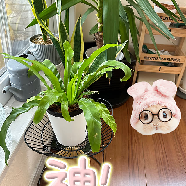 リビング/植物のある暮らし/ナチュラル/インテリア/100均...などのインテリア実例 - 2025-05-25 15:46:12