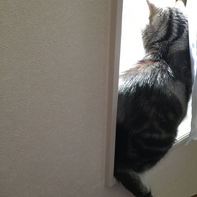 棚のインテリア実例 - 2019-04-03 09:17:51