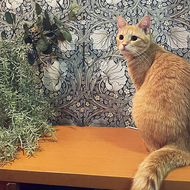 okogeさんの実例写真