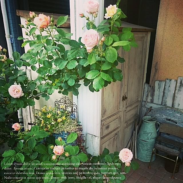 Milyさんの実例写真