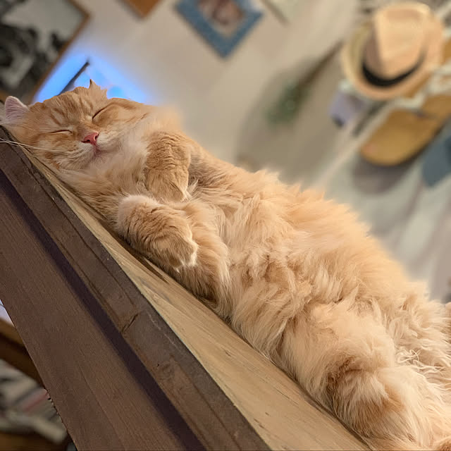 maruさんの実例写真