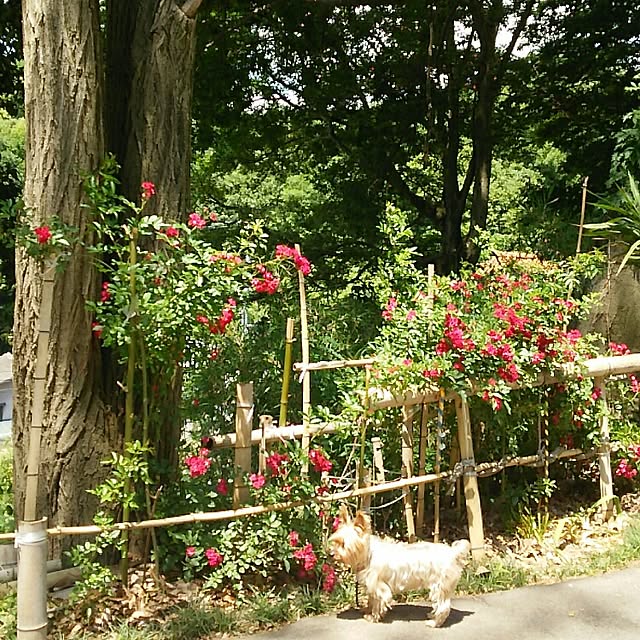 mcomcoさんの実例写真
