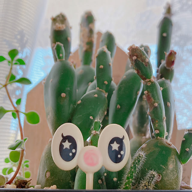 Hanakaさんの部屋