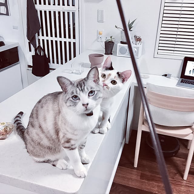 biblicatさんの実例写真