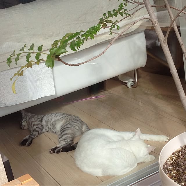 canal108yyさんの実例写真