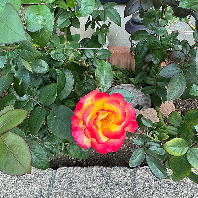 RoseLife5818さんの部屋