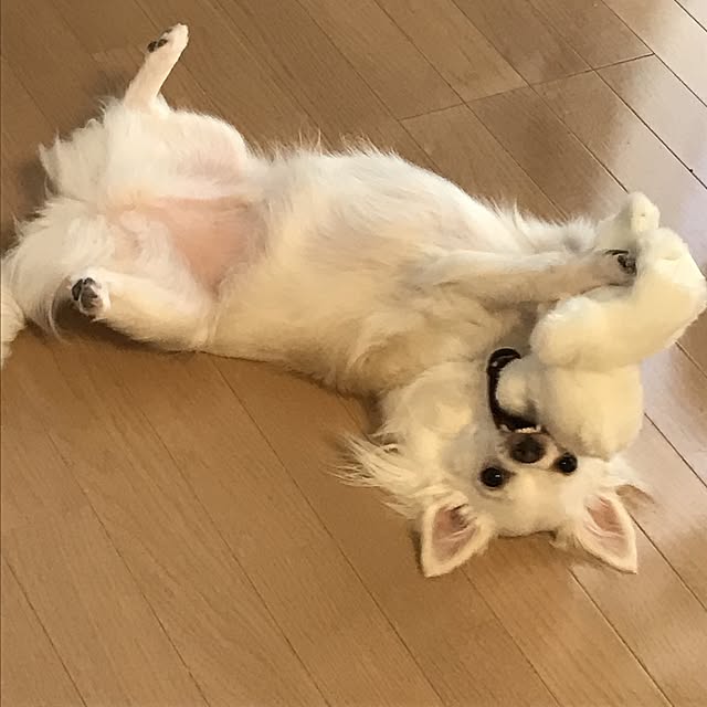okochinさんの実例写真