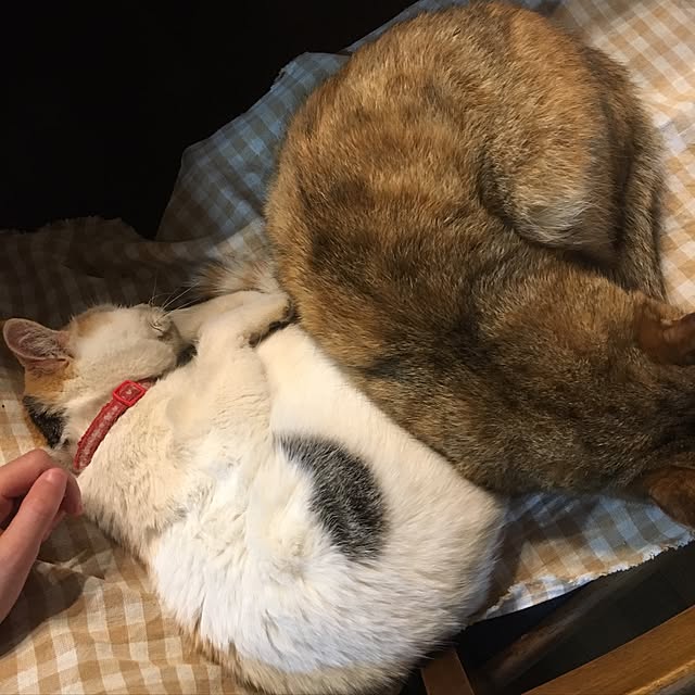poncocoberryさんの実例写真