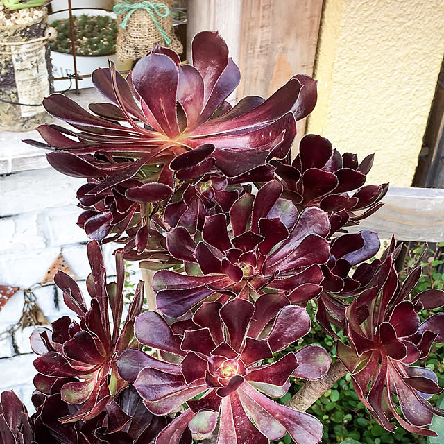 natulove0418さんの実例写真